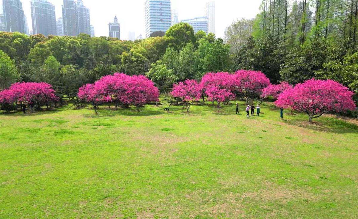 公园草坪可以搭帐篷了！武汉这23个城市公园绿地开放共享试点
