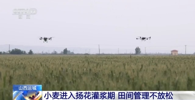 九游会J9 J9九游会小满将至麦收忙 各地加强田间管理备战麦收(图4)