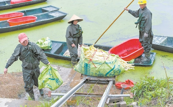 武汉人的初夏从一把藕带开始