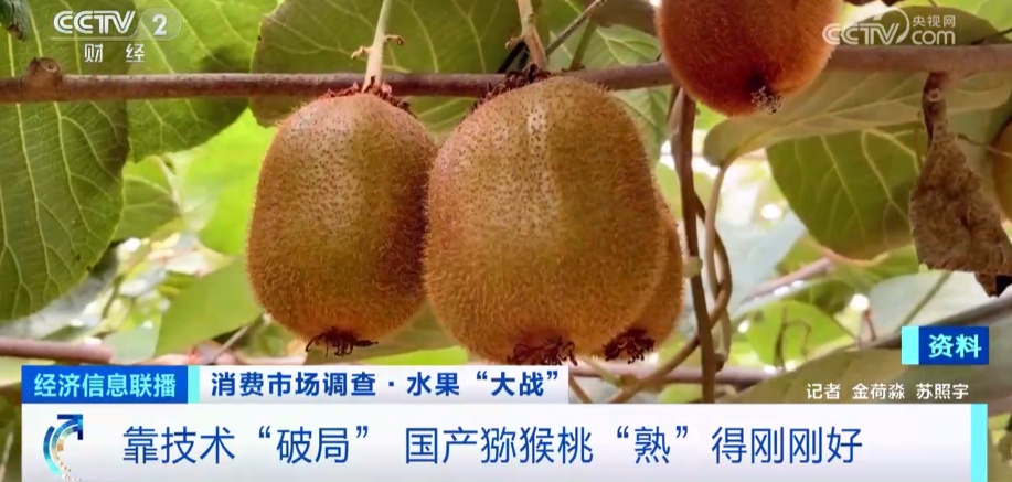 国产猕猴桃为啥不输进口奇异果？秘诀在这→(图3)