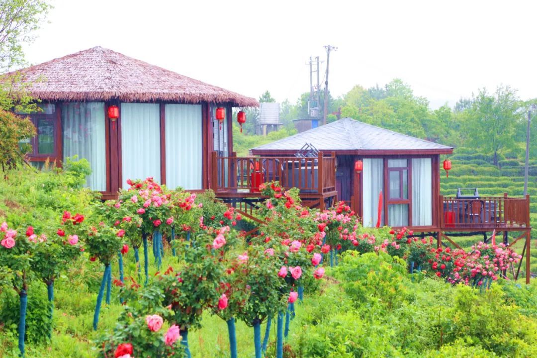 开云体育 kaiyun.com 官网入口孝昌：生态茶园成了“网红打卡地”(图3)