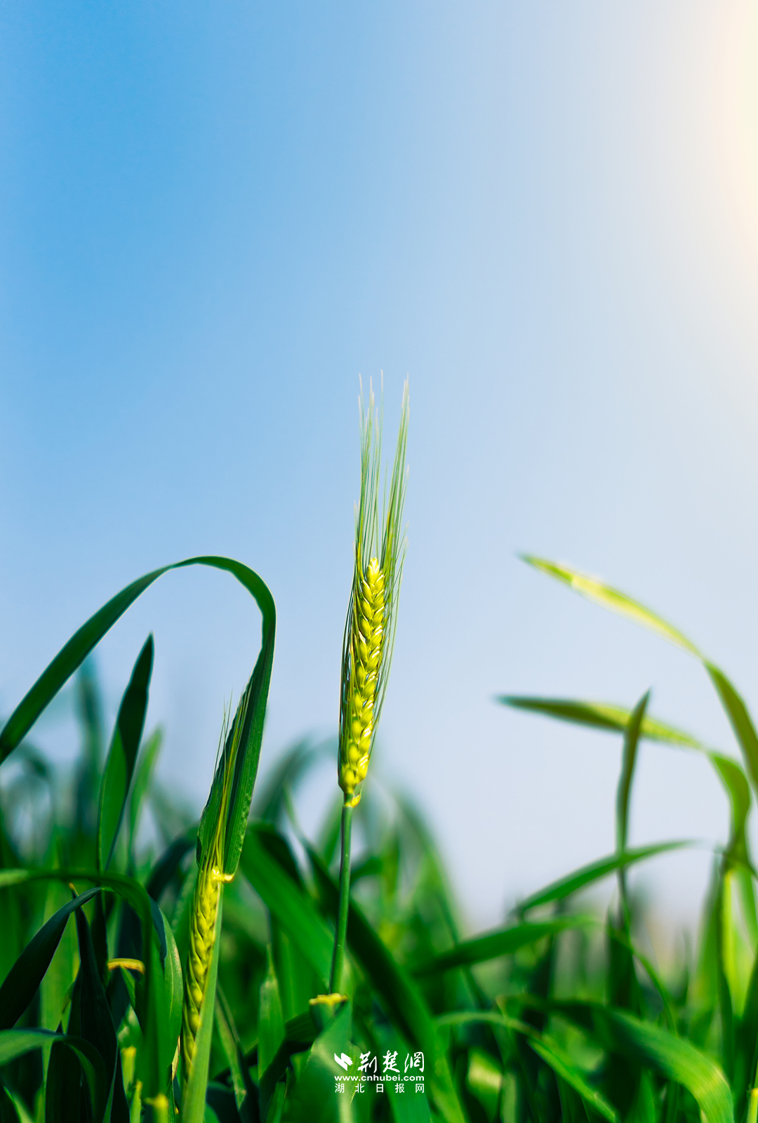 Free Images : farm, barley, prairie, crop, agriculture, farmland ...