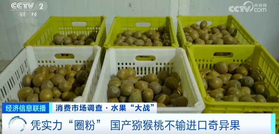 国产猕猴桃为啥不输进口奇异果？秘诀在这→(图2)