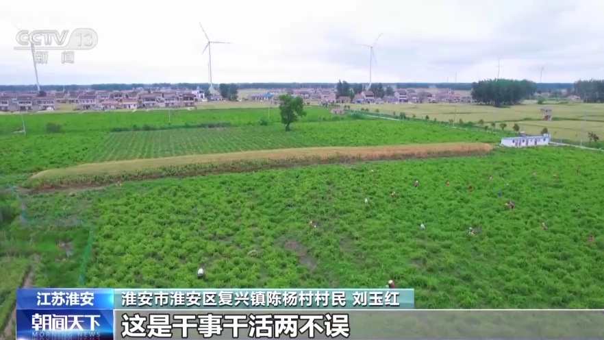 小麦、马铃薯、九游会J9 J9九游会金银花都丰收啦！(图4)