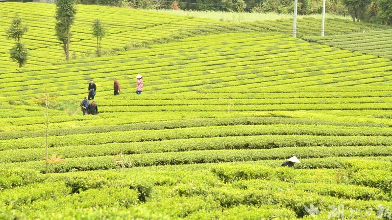 宣恩：春风十里茶飘香 又是一年采茶忙