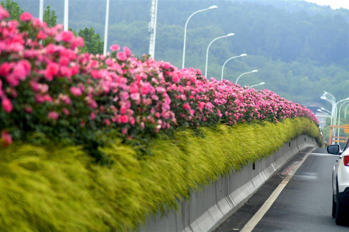 武汉首次评出10条最有特色月季花道路