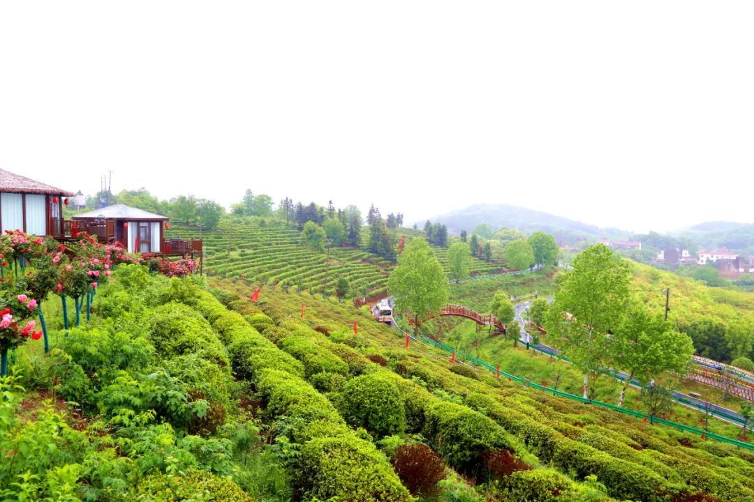 开云体育 kaiyun.com 官网入口孝昌：生态茶园成了“网红打卡地”(图6)