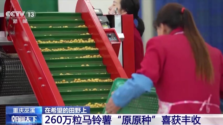 小麦、马铃薯、九游会J9 J9九游会金银花都丰收啦！(图3)