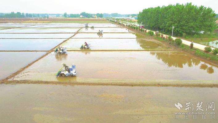 田店镇畅马村农民在高标准农田里种植优质糯稻。何博 摄.jpg