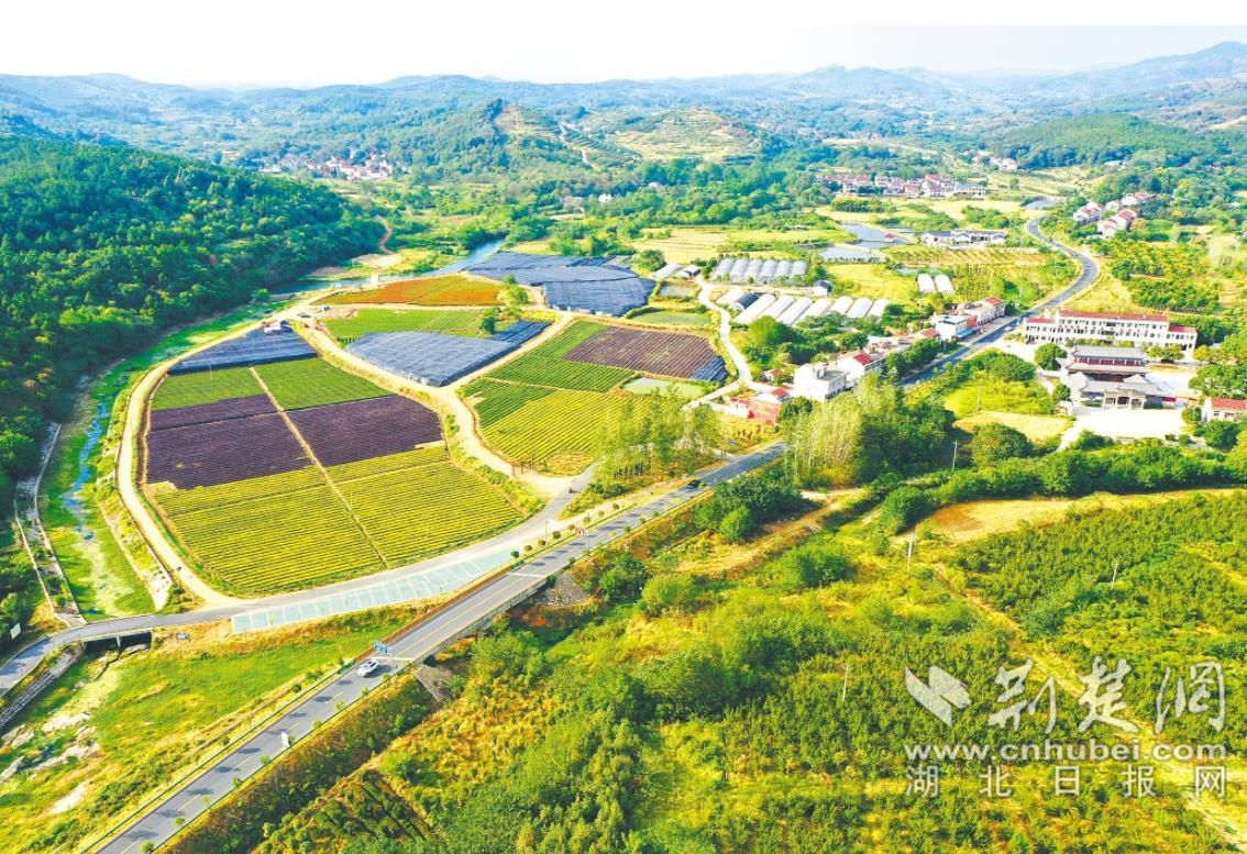孝昌县“观双线”旁的苗圃基地。.jpg.jpg