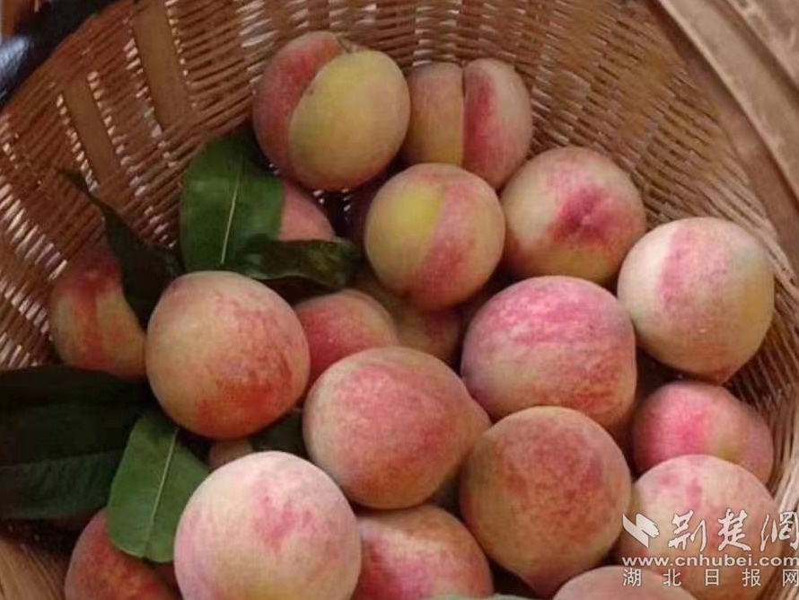 7bf7e3e7520d1a91ddcea1abfd4ff7ec_890X668_20230608170626