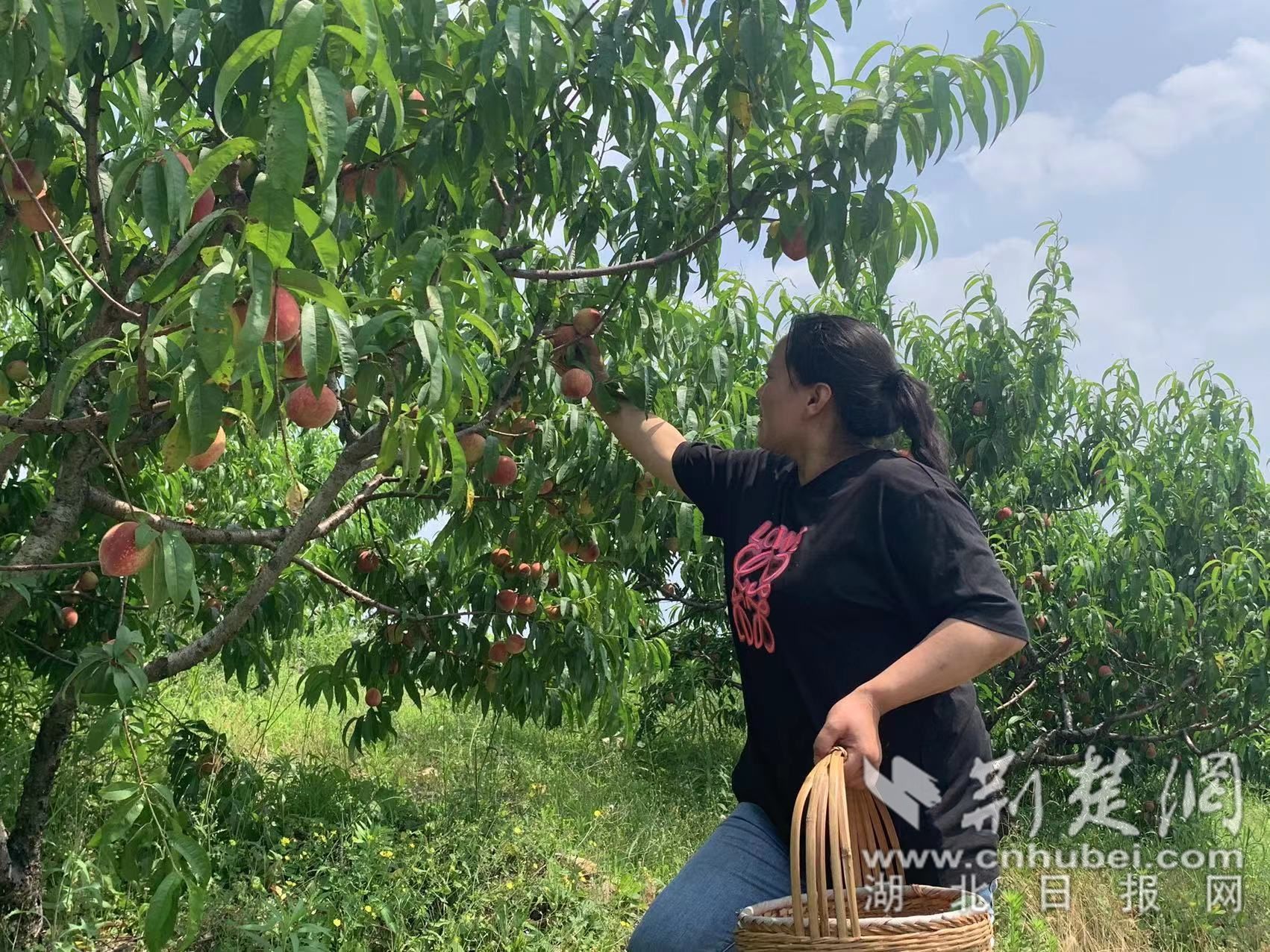 李静正在摘血桃.jpg.jpg