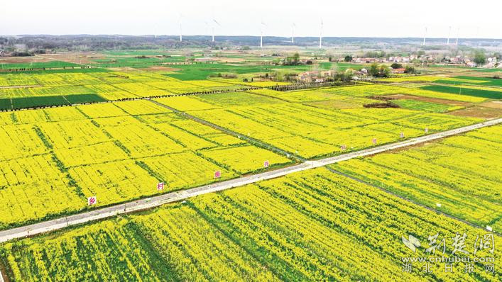 田店镇高标准农田建设示范区油菜花海。郑毅 摄.jpg