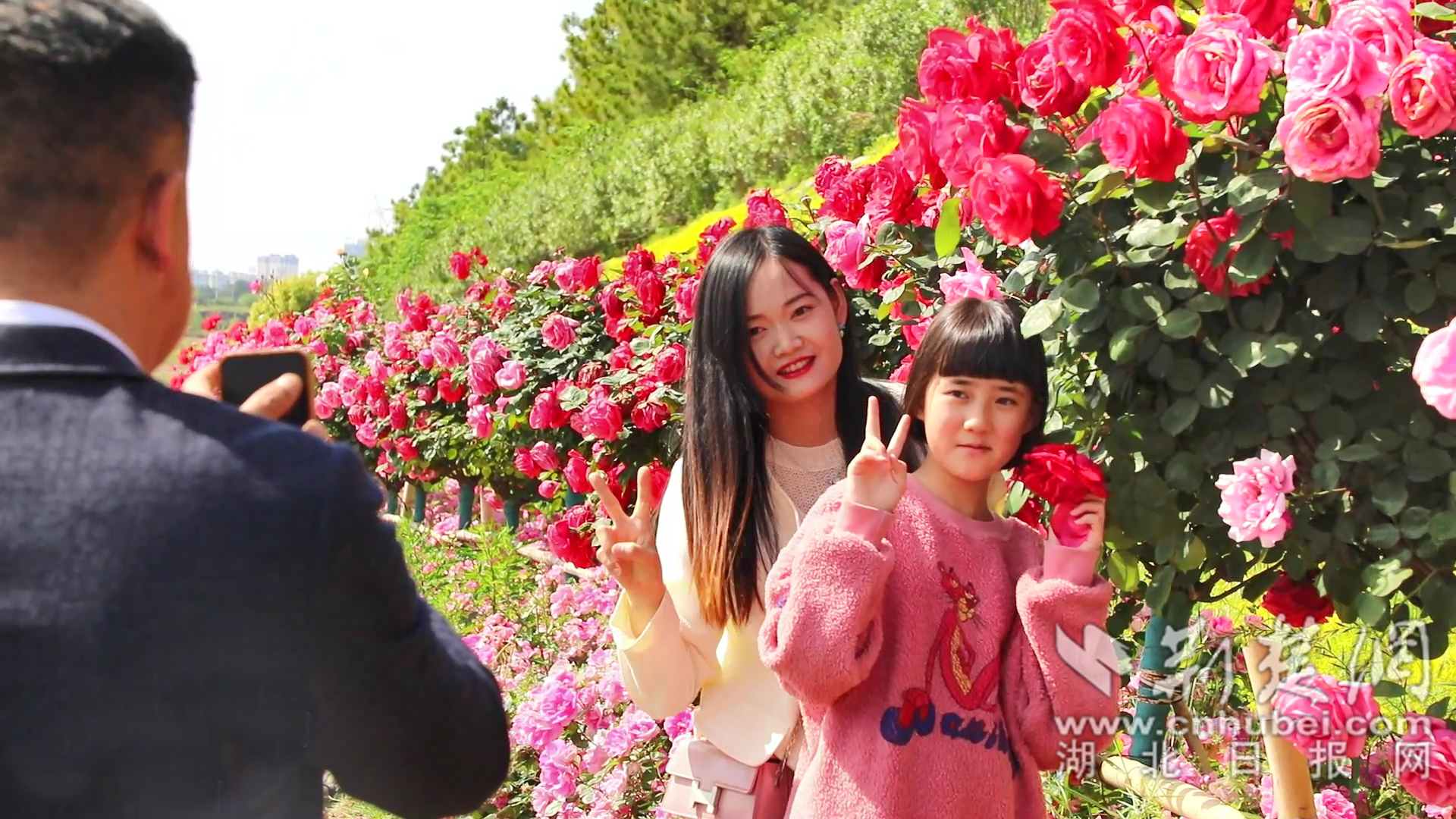 孟宗大道月季花开吸引游客拍照.png.png