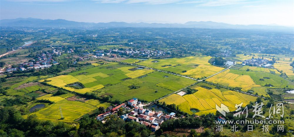 刘集沙河千亩稻田 喻玲园 摄.jpg.jpg