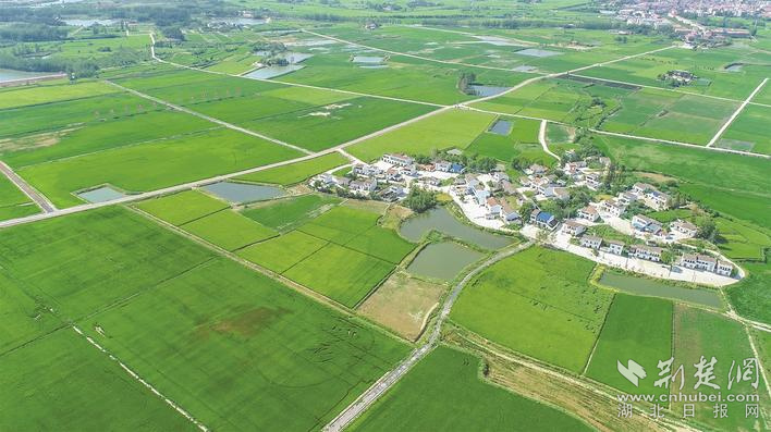 杨河镇马堰村高标准农田建设项目区风景美如画。郑毅 摄.jpg