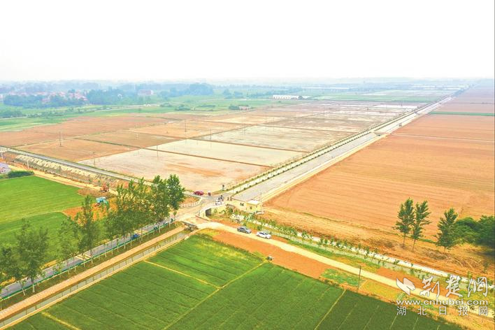 天鹅镇八里畈高标准农田建设项目现场。冯璇 摄.jpg