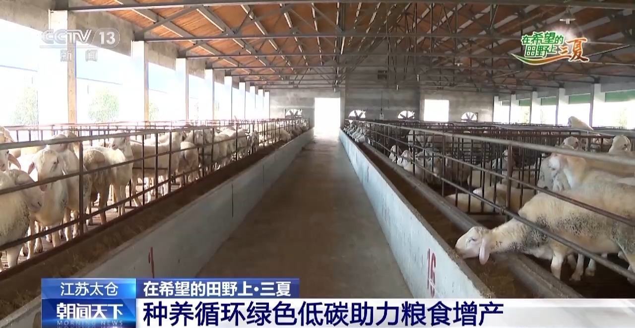 如何提高粮食产量？这里的种养循环有方法