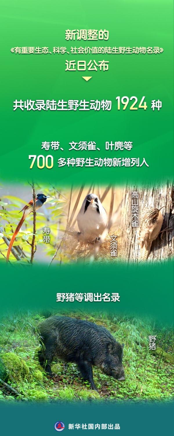 野猪正式调出“三有”名录