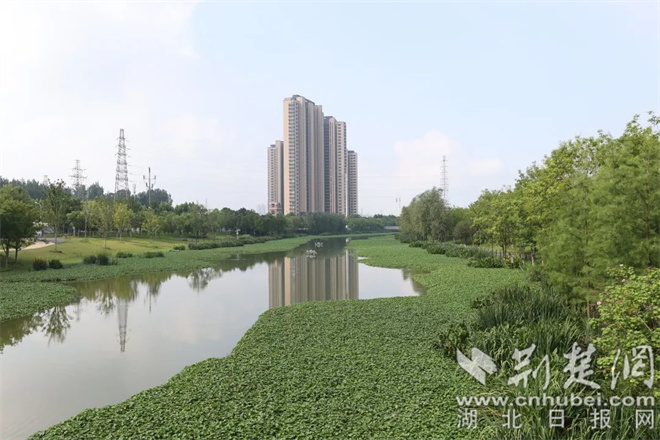 洪山区推进巡司河流域河湖长工作.jpg