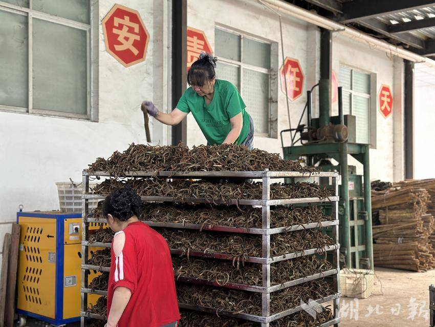 致富经视频_致富小视频_视频致富经养殖十年甲鱼野生塘