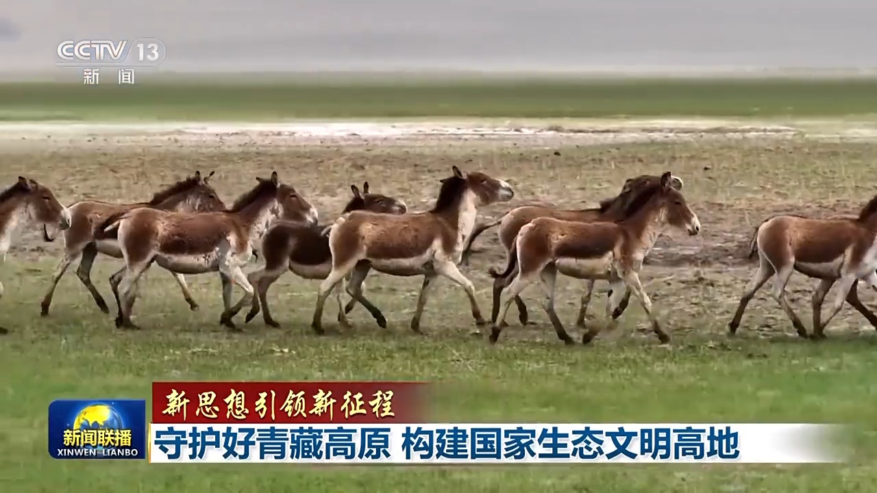 三江源生态保护基金会：为高原生态环境撑起保护伞