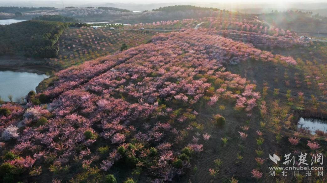 PG电子网站 PG电子诗画安陆⑨ 农旅融合风景如画好“莓”景(图6)