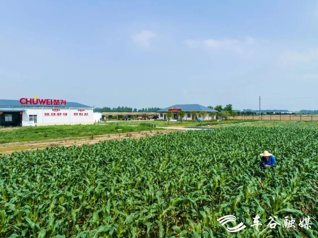 绿色革命：生态农业的发展与影响