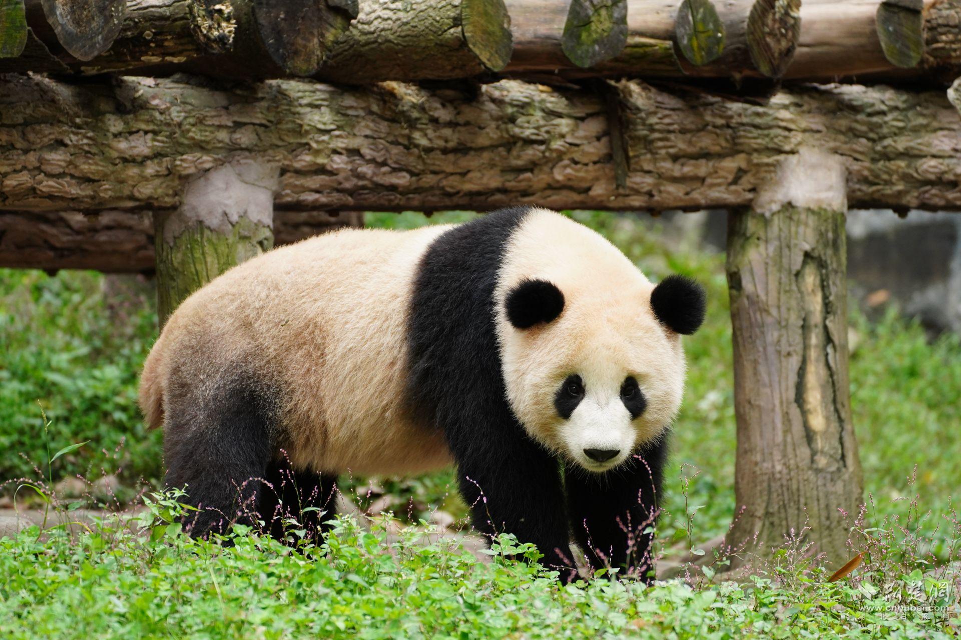 “武林盟盟”来了！武汉动物园官宣大熊猫来了！