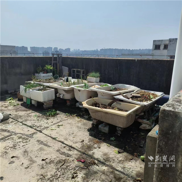 楼顶菜地.jpg