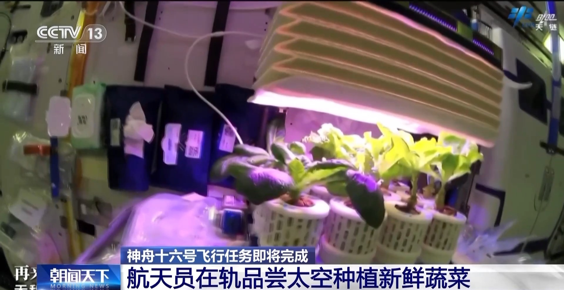 航天员品尝新鲜蔬菜 太空菜园又又又升级啦！