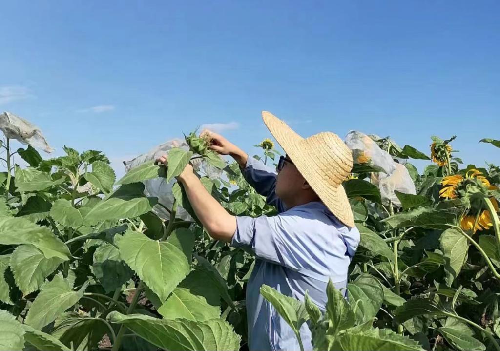 东北种姜技术,东北怎么种姜