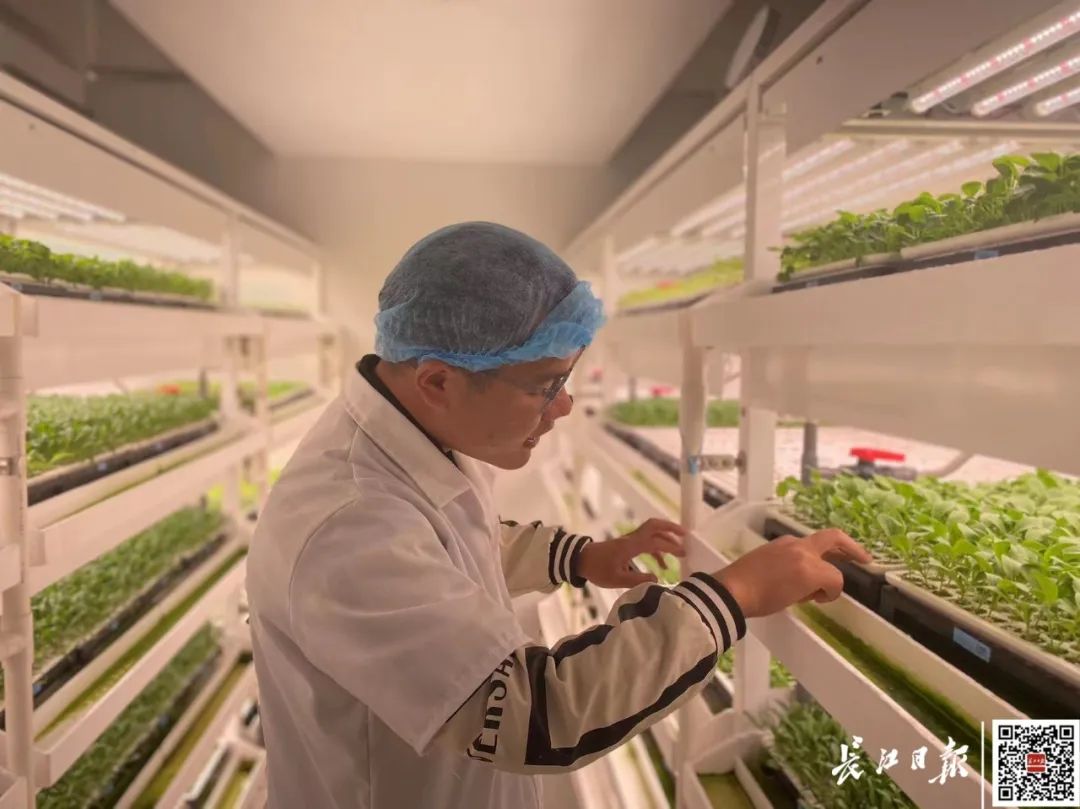 武汉有家植物工厂 让70多种叶菜实现一年四季可上市