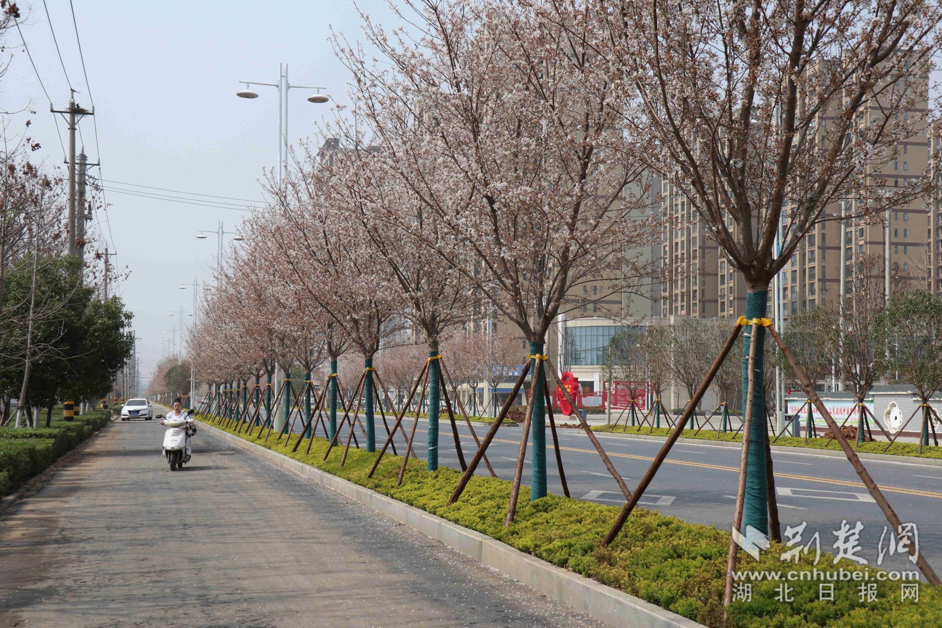 3干净整洁的龙岗大道——特约记者陈保忠_副本.jpg.jpg