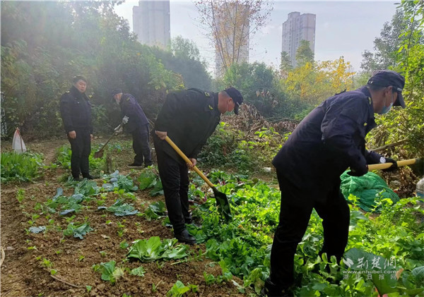 执法人员在铲除菜地.jpg