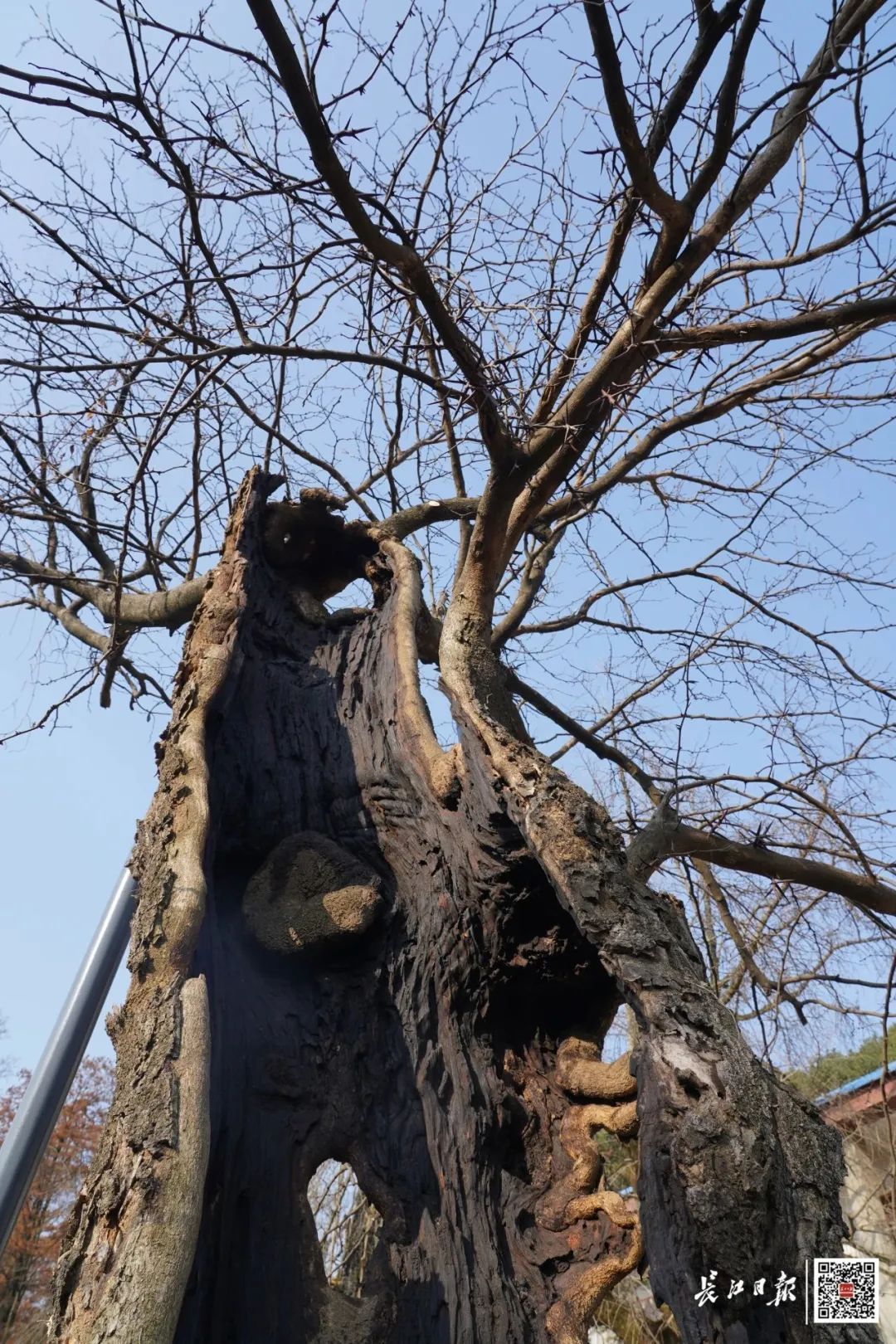 武汉有棵244岁的“树坚强”！仅剩“半张皮”，它活下来了！