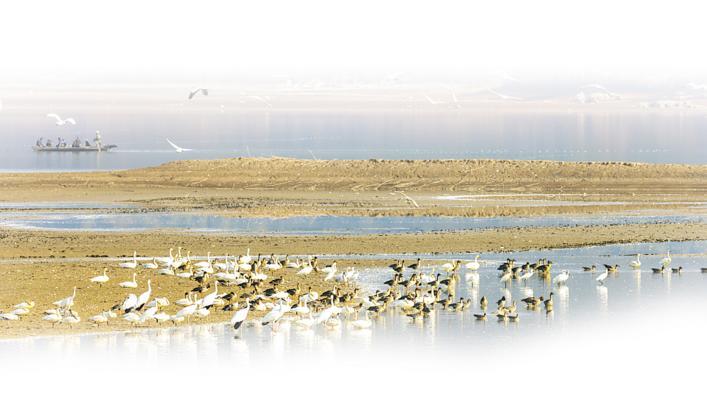 湖北首次公布6条候鸟迁徙通道 为保护候鸟提供精准画像与重点区域