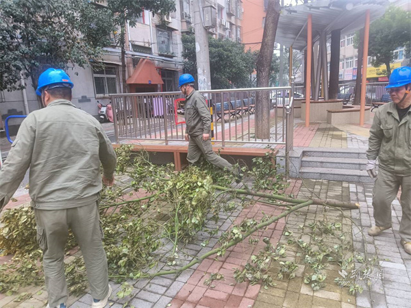 供电部门将断枝清运至广场等待集中清理.jpg