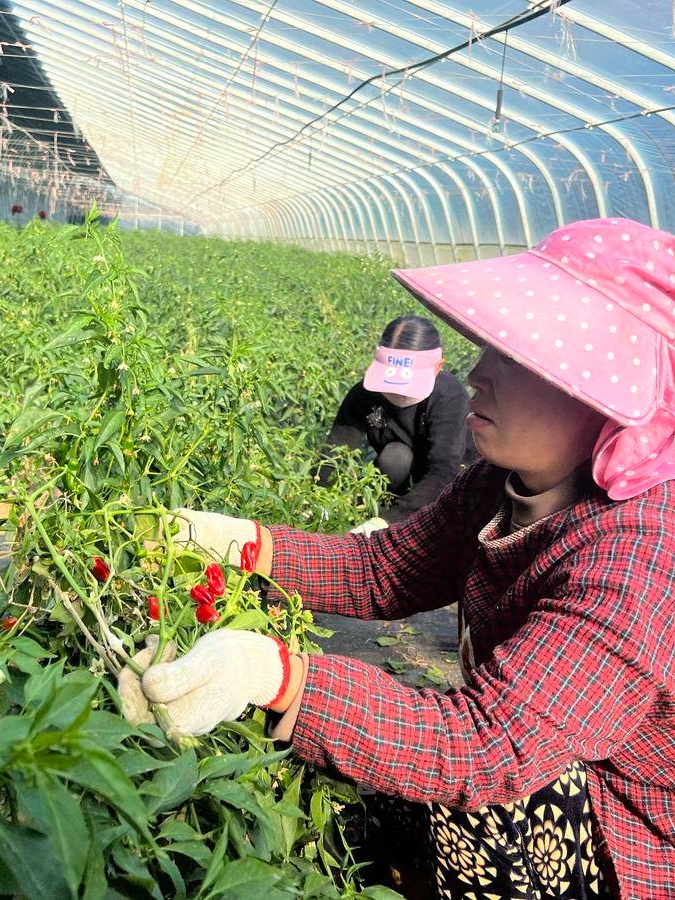 开元体育新春走基层丨山区“慧”种菜 日供15万斤(图1)