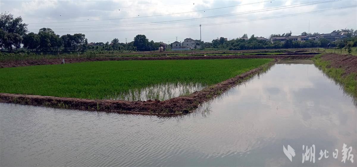 武汉绿色生态养殖面积达30万亩(图4)