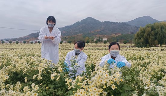 检测技术人员在菊花基地取样_副本.jpg