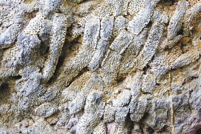 郧西大梁发现泥盆纪珊瑚化石 实证秦岭3.5亿年前曾在海底