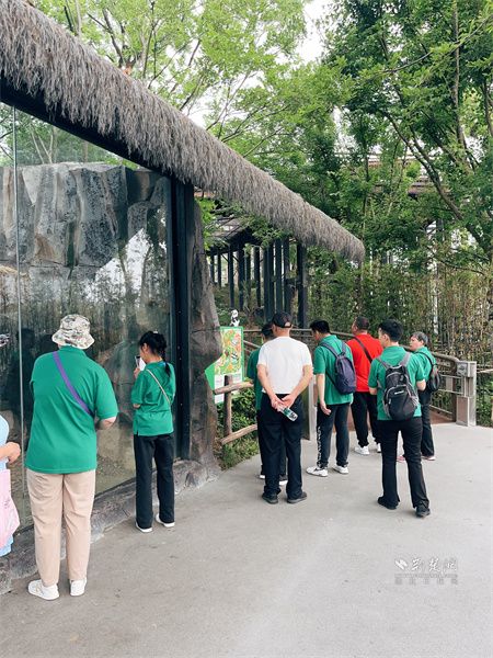 学员们正在观看大熊猫。.jpg.jpg