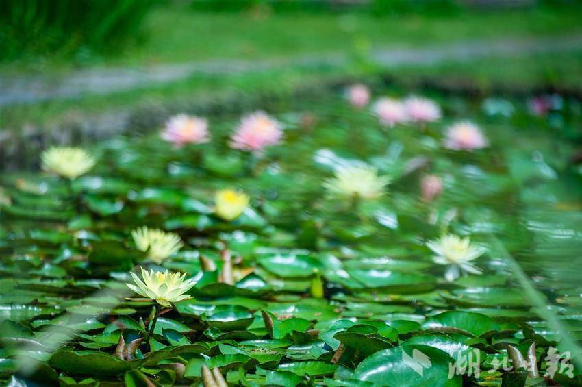 最小最大最奇特，今夏来武汉植物园看睡莲“世界之最”