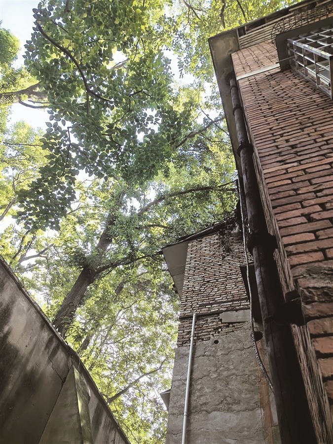 大树长到居民楼屋顶留下安全隐患 管理方表示正在走程序争取尽快处理