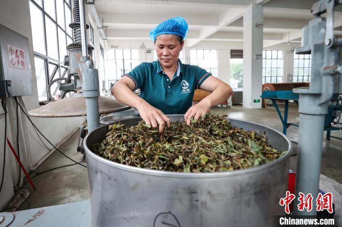 茶叶生产与加工专业