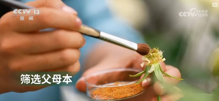 千亿级!新突破!美丽经济盛开“科技之花”“中国风”增“香”海外(图6)