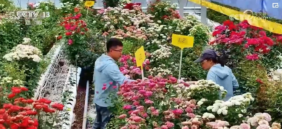 千亿级!新突破!美丽经济盛开“科技之花”“中国风”增“香”海外(图8)