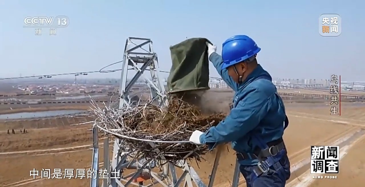 新闻调查丨大鸟筑巢导致电网跳闸？护鸟使者建起 “铁塔家园”(图19)