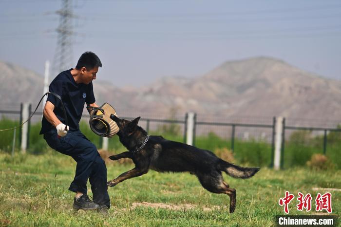 怎么才能当警犬训导员 6fb45edfeaeebaf5f019335bec85e91d.jpeg